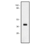 WB - Anti-HLA Class I Antibody [MEM-147] (A85472)