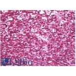 IHC - Anti-CD45RB Antibody [MEM-143] (A85474)