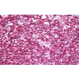 Immunohistochemistry - Anti-CD45RB Antibody [MEM-143] (A85472) - Antibodies.com