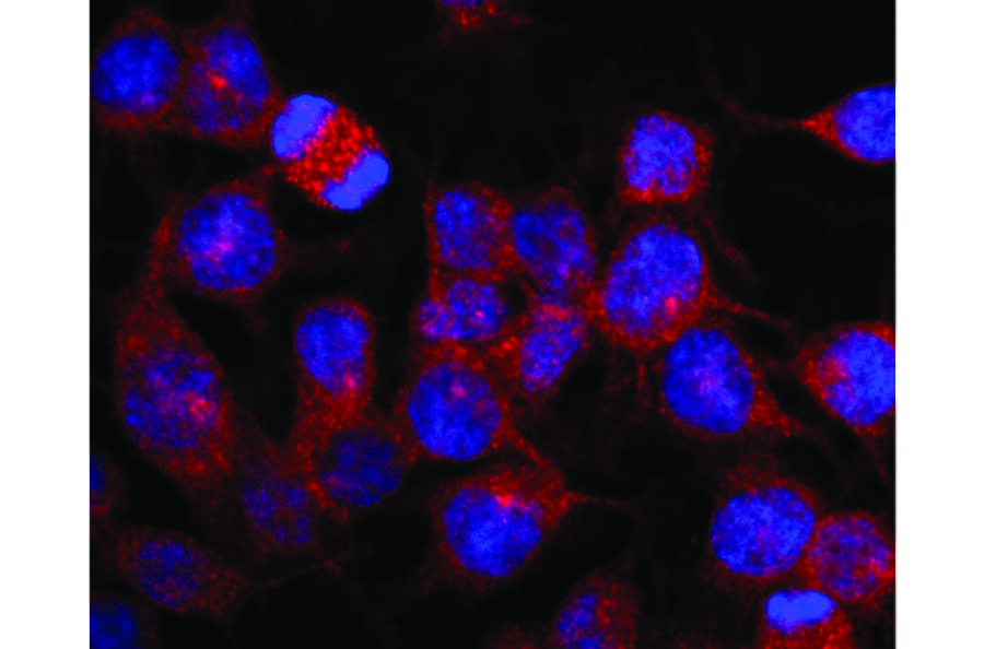 IF - Anti-Kinesin Heavy Chain Antibody [KN-03] (A85475)