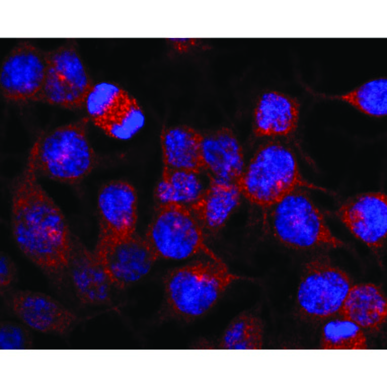 IF - Anti-Kinesin Heavy Chain Antibody [KN-03] (A85475)