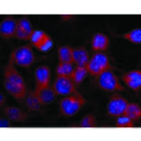 IF - Anti-Kinesin Heavy Chain Antibody [KN-03] (A85475)