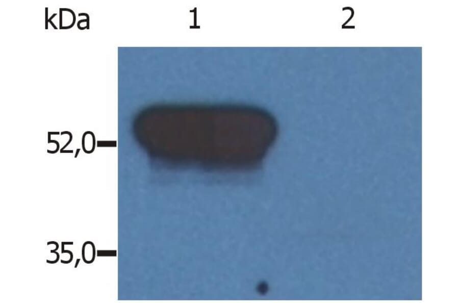 WB - Anti-GFAP Antibody [GF-02] (A85479)