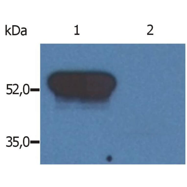WB - Anti-GFAP Antibody [GF-02] (A85479)