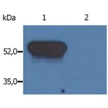 WB - Anti-GFAP Antibody [GF-02] (A85479)