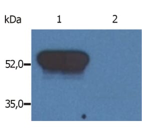 Western Blot - Anti-GFAP Antibody [GF-02] (A85478) - Antibodies.com