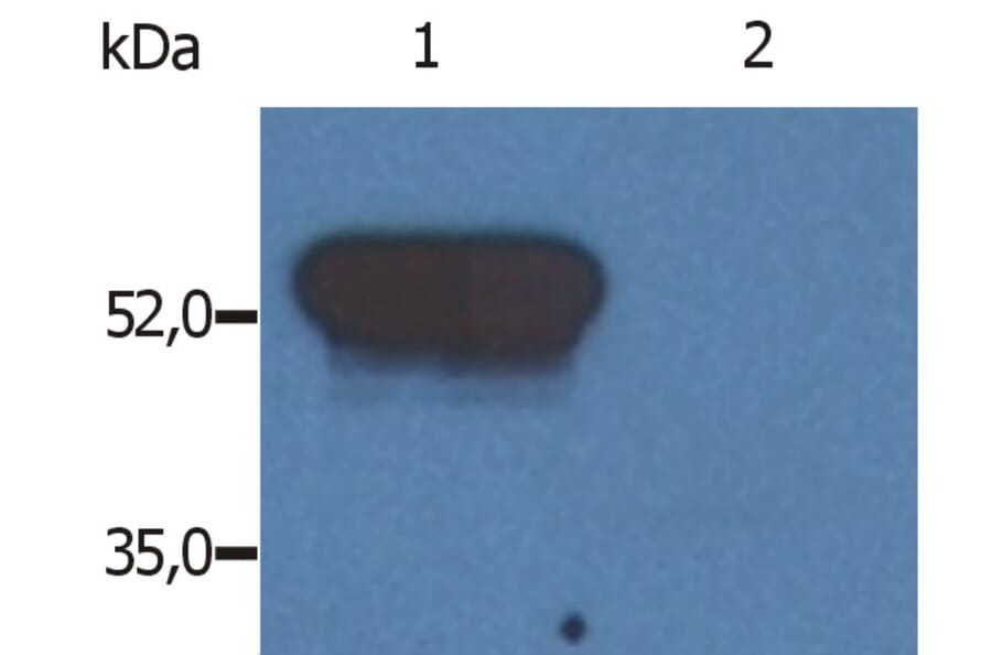 Western Blot - Anti-GFAP Antibody [GF-02] (A85478) - Antibodies.com
