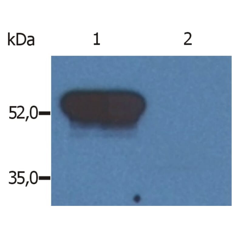 Western Blot - Anti-GFAP Antibody [GF-02] (A85478) - Antibodies.com