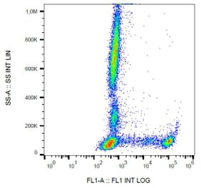 Flow Cytometry - Anti-CD8 Antibody [MEM-31] (FITC) (A85481)