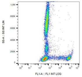Flow Cytometry - Anti-CD8 Antibody [MEM-31] (FITC) (A85480) - Antibodies.com