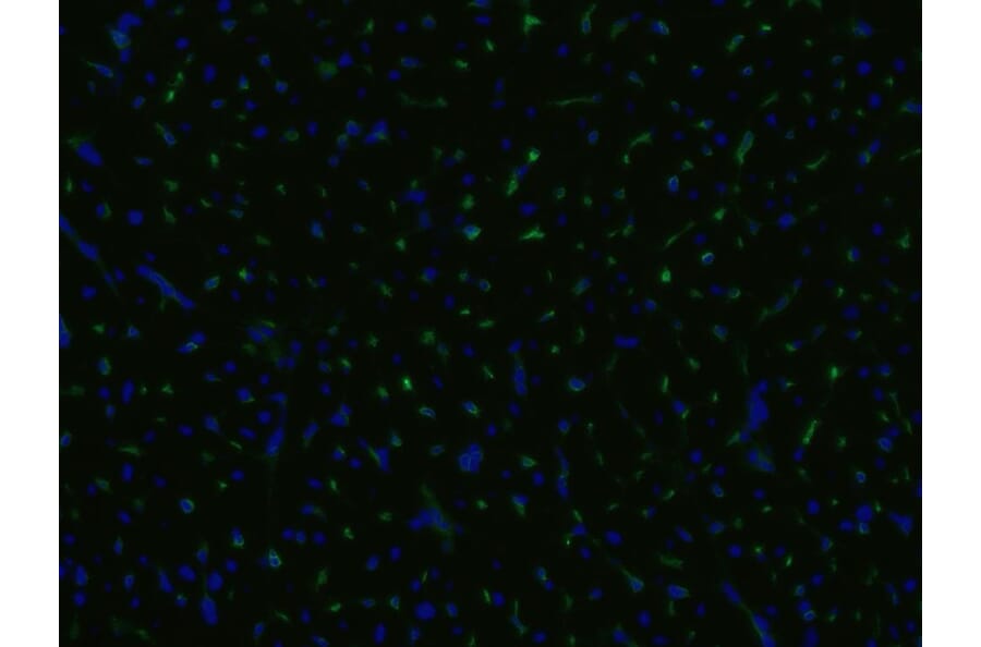 Immunohistochemistry - Anti-CD105 Antibody [MEM-229] (A85493) - Antibodies.com