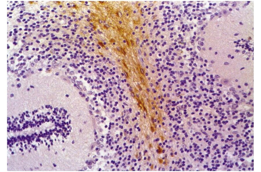 IHC - Anti-GFAP Antibody [GF-01] (A85506)