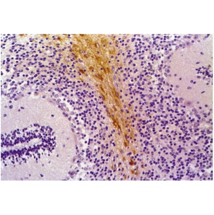 IHC - Anti-GFAP Antibody [GF-01] (A85506)