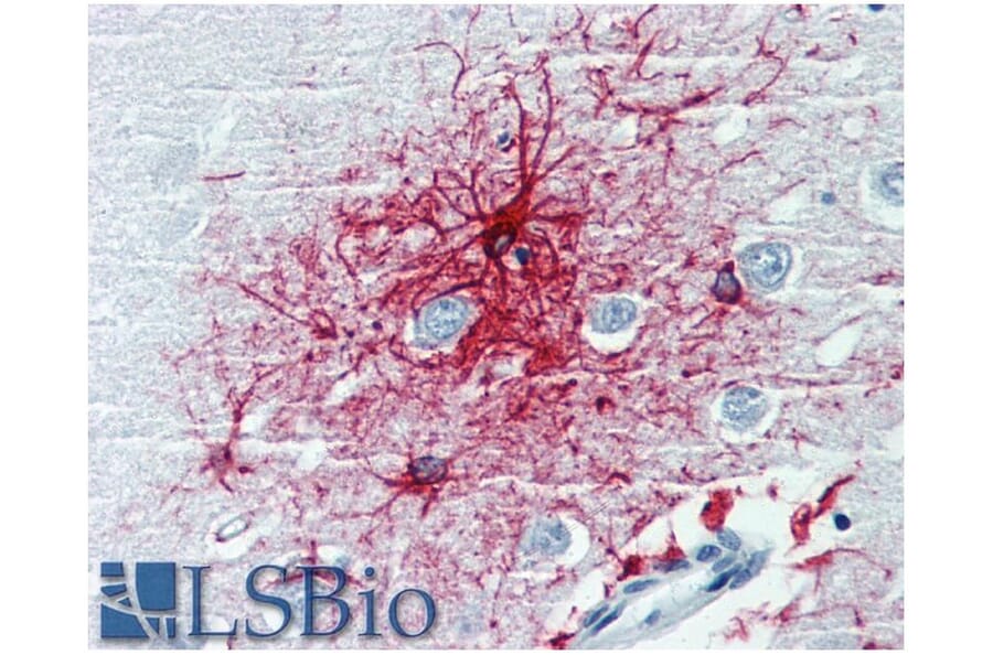 IHC - Anti-GFAP Antibody [GF-01] (A85506)