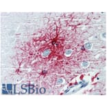 IHC - Anti-GFAP Antibody [GF-01] (A85506)