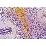 Immunohistochemistry - Anti-GFAP Antibody [GF-01] (A85506) - Antibodies.com