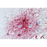 Immunohistochemistry - Anti-GFAP Antibody [GF-01] (A85505) - Antibodies.com