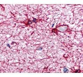 IHC - Anti-GFAP Antibody [GA-5] (A85508)