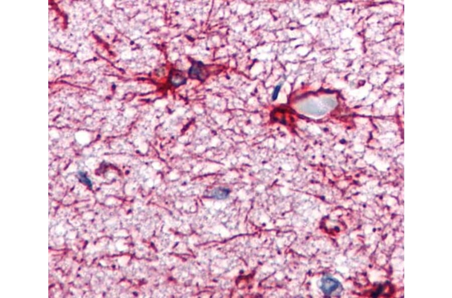 IHC - Anti-GFAP Antibody [GA-5] (A85508)