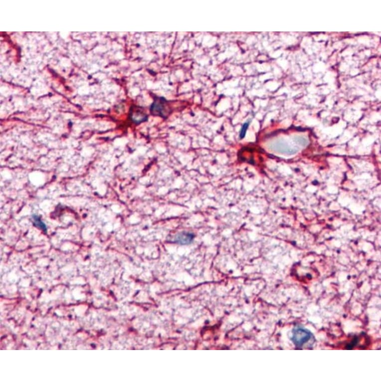 IHC - Anti-GFAP Antibody [GA-5] (A85508)