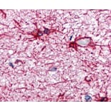 IHC - Anti-GFAP Antibody [GA-5] (A85508)