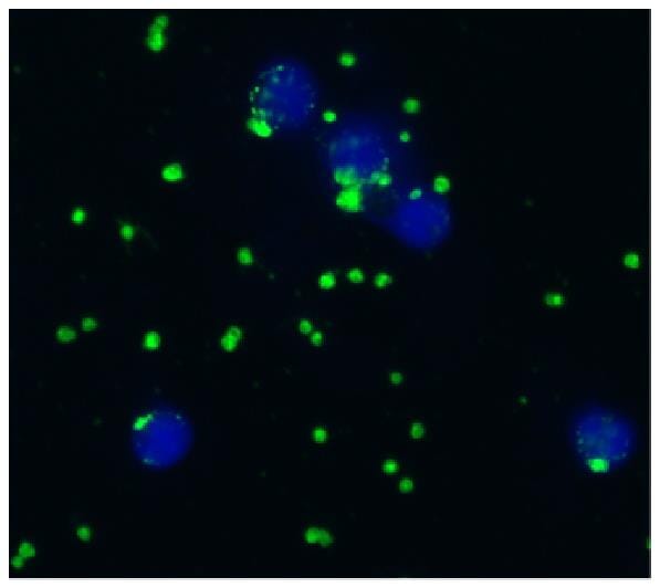 CD41 Antibodies | Antibodies.com