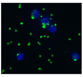 ICC - Anti-CD41 Antibody [IVA30] (A85513)