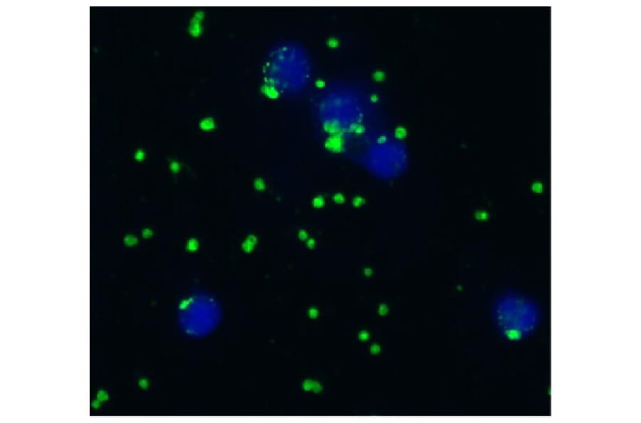 ICC - Anti-CD41 Antibody [IVA30] (A85513)