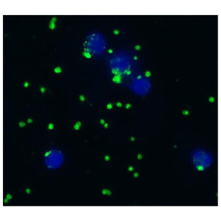 ICC - Anti-CD41 Antibody [IVA30] (A85513)