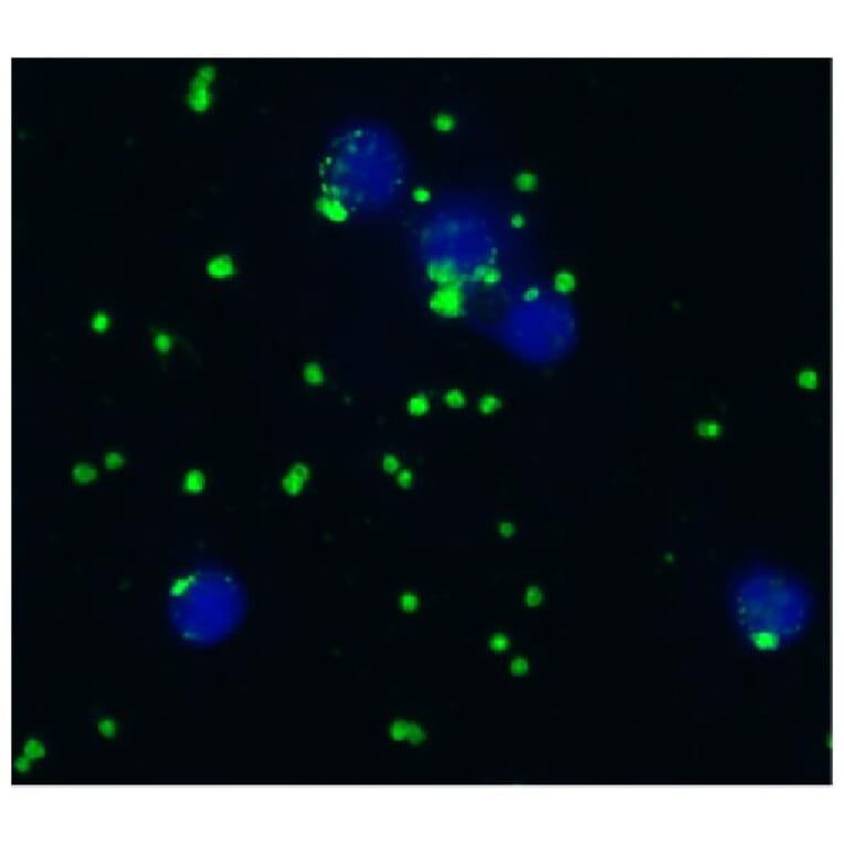 ICC - Anti-CD41 Antibody [IVA30] (A85513)