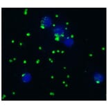 ICC - Anti-CD41 Antibody [IVA30] (A85513)
