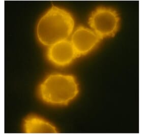 ICC - Anti-CD34 Antibody [4H11[APG]] (PE) (A85517)