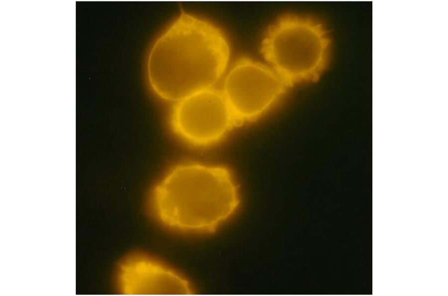ICC - Anti-CD34 Antibody [4H11[APG]] (PE) (A85517)