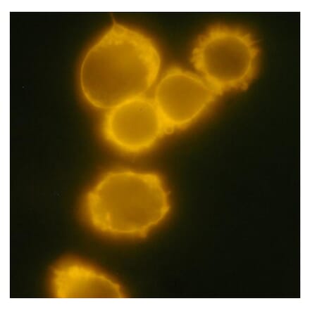 ICC - Anti-CD34 Antibody [4H11[APG]] (PE) (A85517)