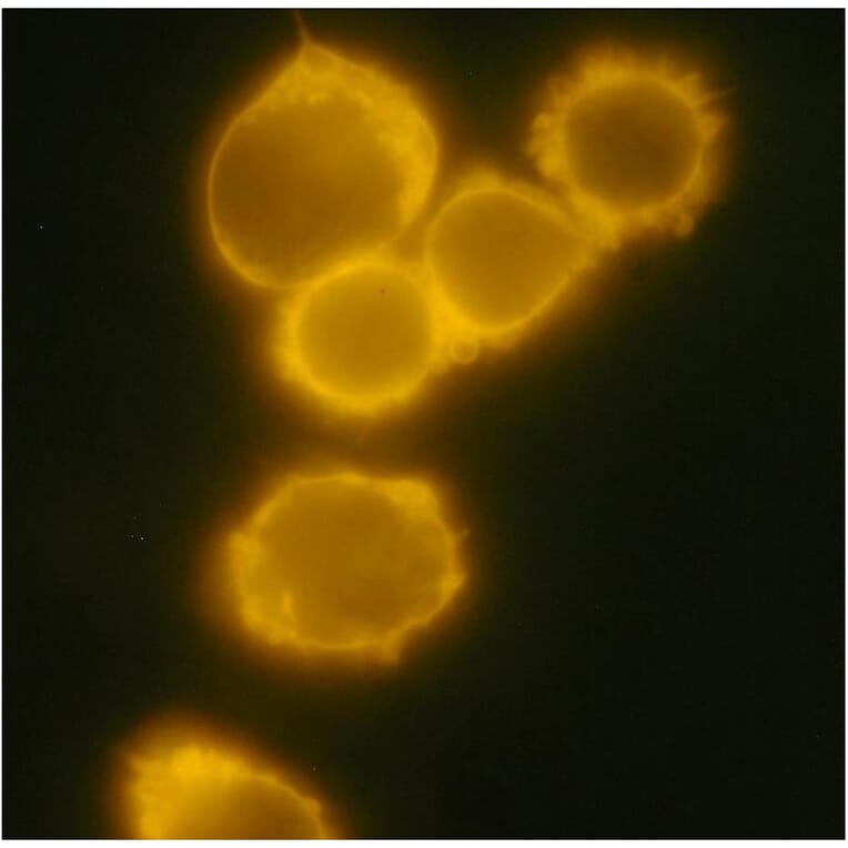 ICC - Anti-CD34 Antibody [4H11[APG]] (PE) (A85517)