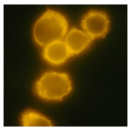 Immunocytochemistry - Anti-CD34 Antibody [4H11[APG]] (PE) (A85515) - Antibodies.com