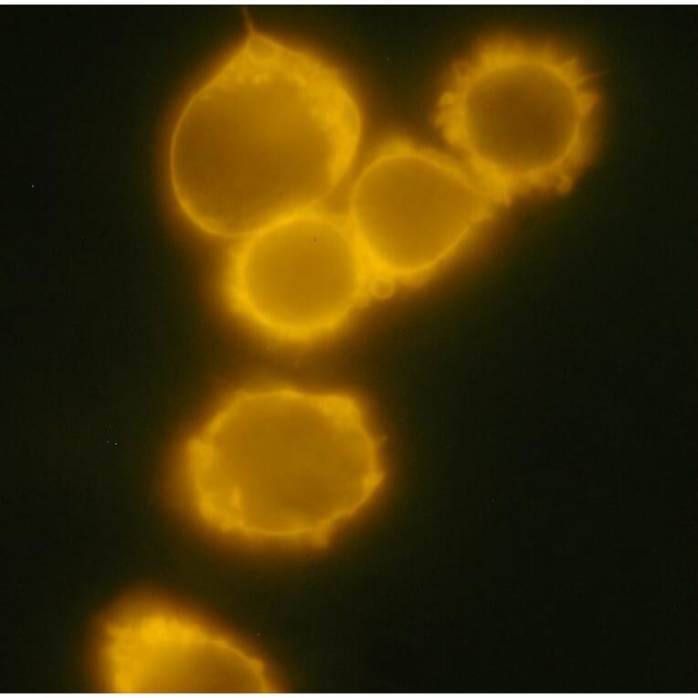 Immunocytochemistry - Anti-CD34 Antibody [4H11[APG]] (PE) (A85515) - Antibodies.com