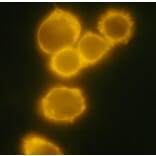 Immunocytochemistry - Anti-CD34 Antibody [4H11[APG]] (PE) (A85515) - Antibodies.com