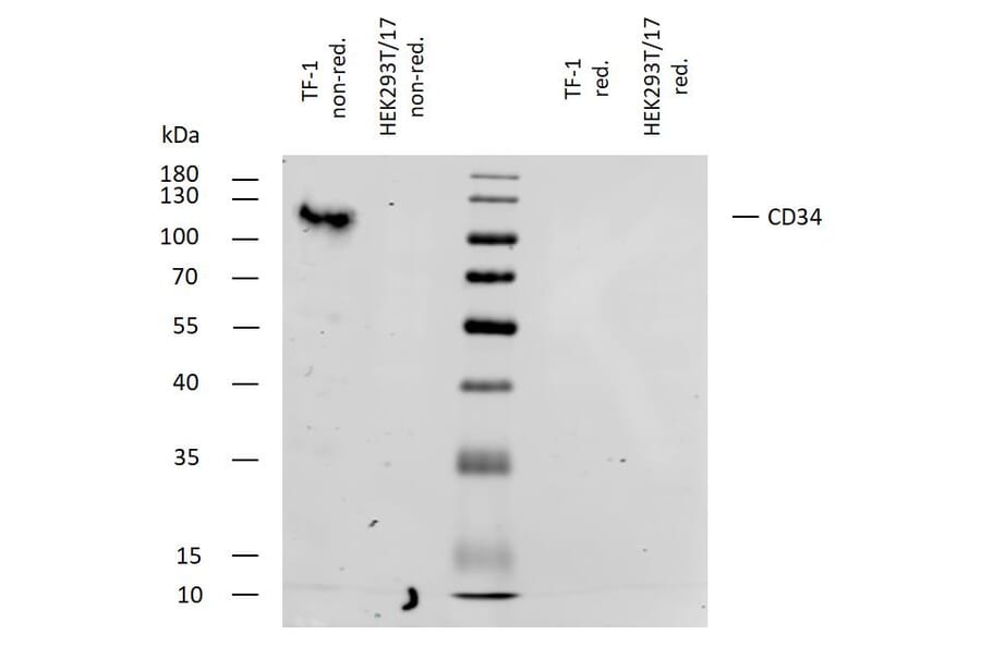 WB - Anti-CD34 Antibody [4H11[APG]] (A85518)