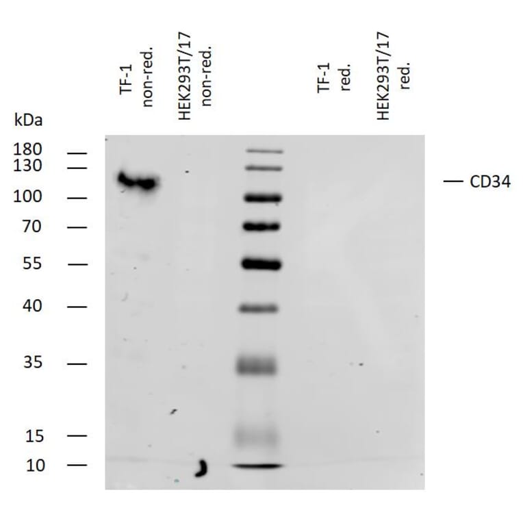 WB - Anti-CD34 Antibody [4H11[APG]] (A85518)