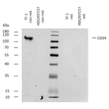 WB - Anti-CD34 Antibody [4H11[APG]] (A85518)