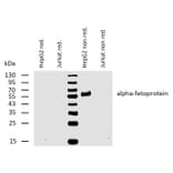 WB - Anti-alpha Fetoprotein Antibody [AFP-01] (A85533)