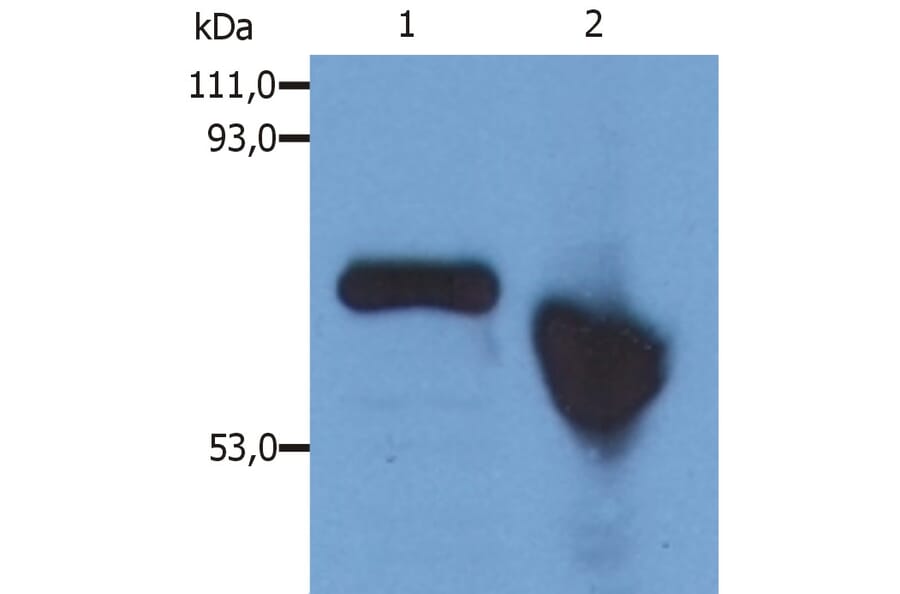 Western Blot - Anti-alpha Fetoprotein Antibody [AFP-01] (A85532) - Antibodies.com