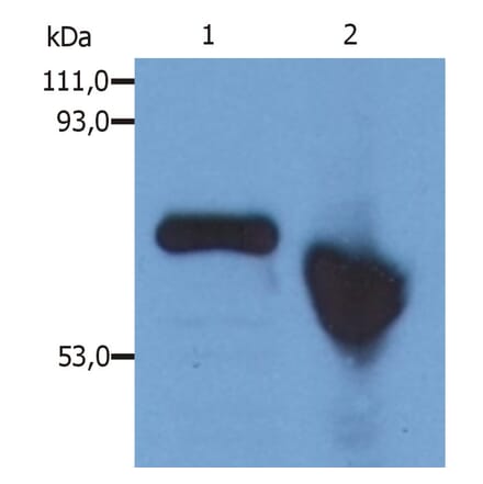 Western Blot - Anti-alpha Fetoprotein Antibody [AFP-01] (A85532) - Antibodies.com