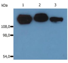 WB - Anti-Integrin beta 1 Antibody [MEM-101A] (A85541)