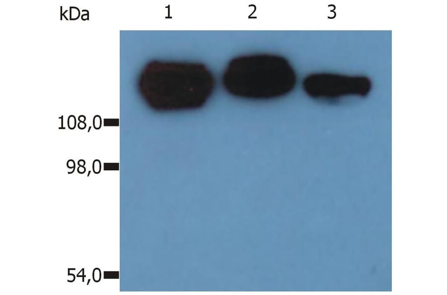 WB - Anti-Integrin beta 1 Antibody [MEM-101A] (A85541)
