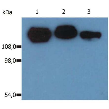WB - Anti-Integrin beta 1 Antibody [MEM-101A] (A85541)