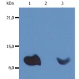 Western Blot - Anti-beta 2 Microglobulin Antibody [B2M-01] (A85544) - Antibodies.com