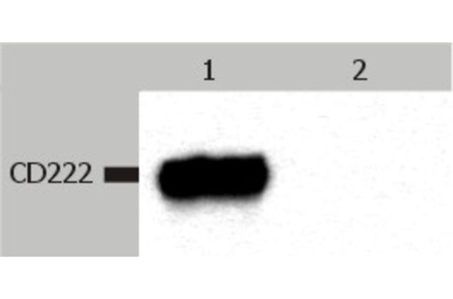 Western Blot - Anti-CD222 Antibody [MEM-238] (A85552) - Antibodies.com