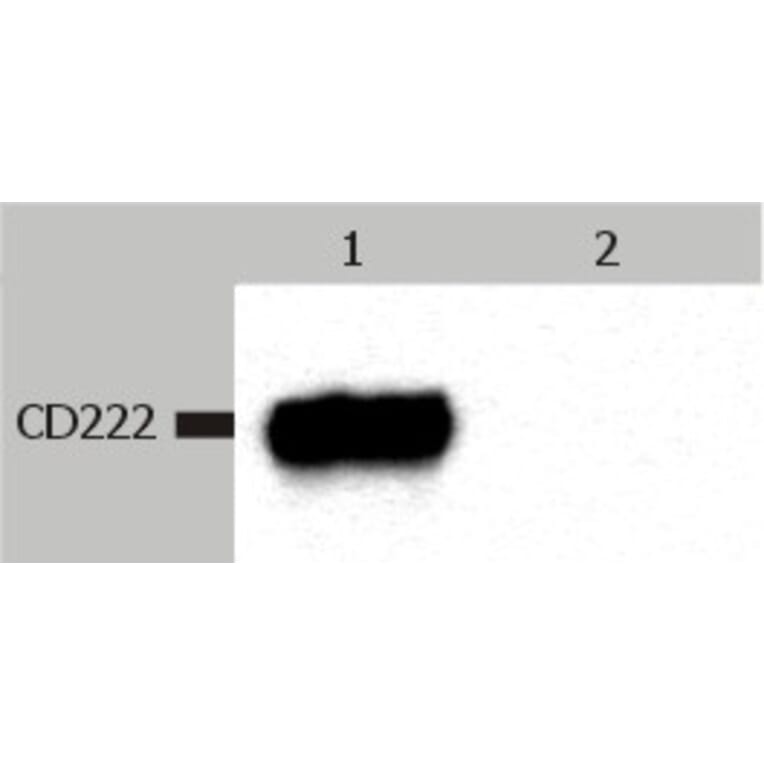 Western Blot - Anti-CD222 Antibody [MEM-238] (A85552) - Antibodies.com